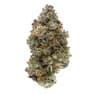 BC Organic Mind Flayer