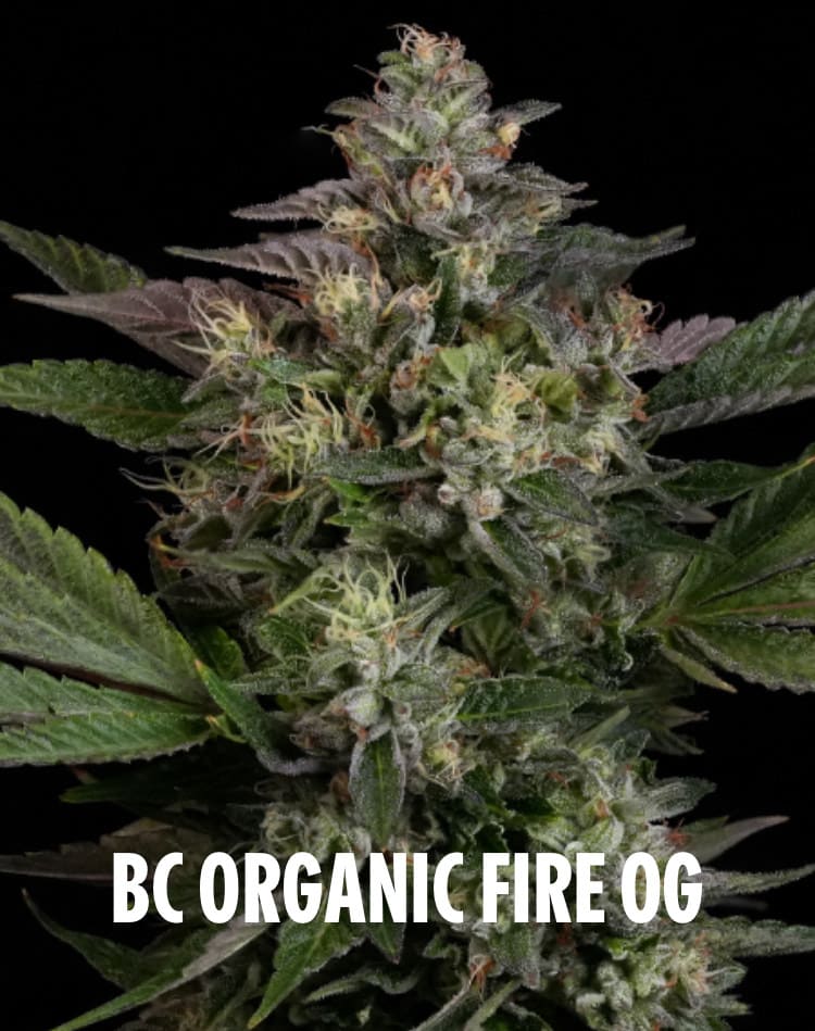 BC Organic Fire OG
