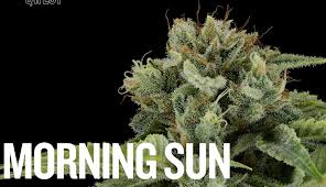 Morning Sun