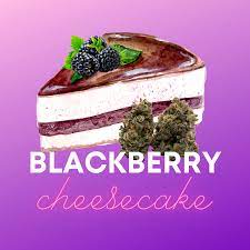 Blackberry Cheesecake