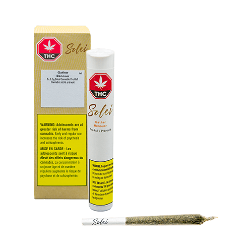 Gather (Jack Herer) Pre Rolls