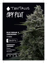 Sky Pilot