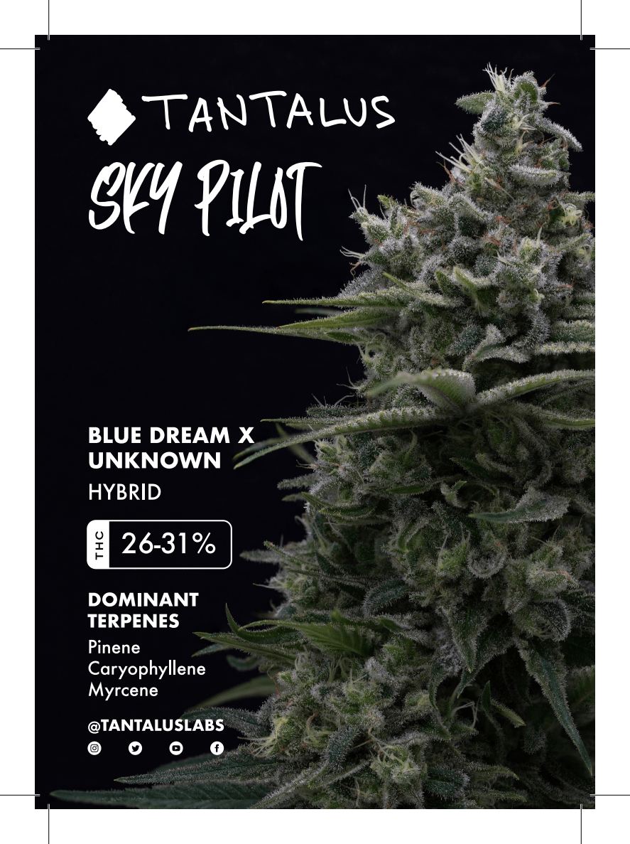 Sky Pilot