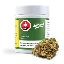 Sensi Star